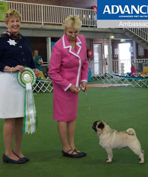 snap-ruis-pugclub-2013
